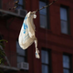 A plastic bag hangs off a tree branch.